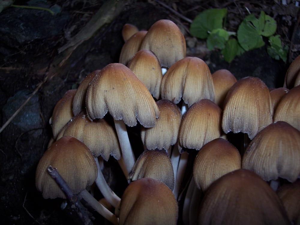 Escursione a Gressoney